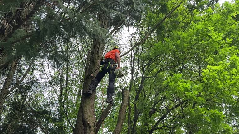 Vass, NC Tree Services Company